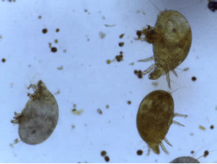 Image for - Cockroaches as Potential Mechanical Vectors for Mites Infestation The First Report in Kuantan
