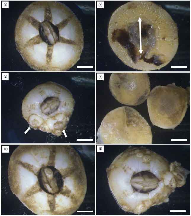 Image for - Occurrence of Epibiont Barnacles Chelonibia testudinaria on Green Turtle Chelonia mydas at Brunei Bay