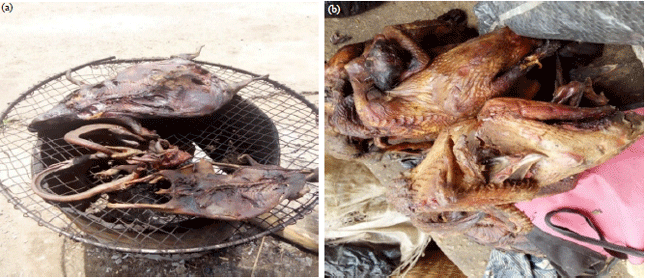 Image for - Assessment of Ecological and Conservation Impacts of Wildlife Exploitations as Bushmeat in Lokoja Forest Area, Kogi State, Nigeria