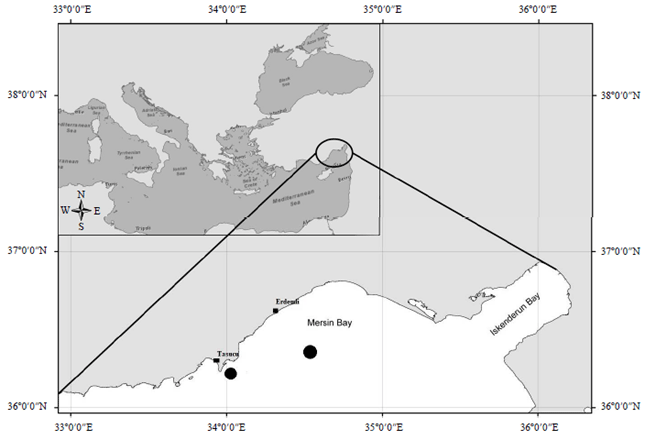 Image for - Occurrence of the Pregnant and Young Thresher Shark Alopias vulpinus (Bonnaterre, 1788) (Lamniformes: Alopiidae) in the Northeastern Mediterranean Sea