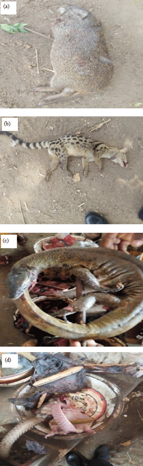 Image for - Assessment of Ecological and Conservation Impacts of Wildlife Exploitations as Bushmeat in Lokoja Forest Area, Kogi State, Nigeria