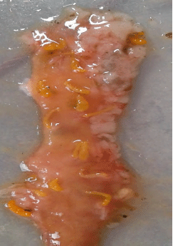 Image for - Occurrence of Helminth Parasites in Schizothorax plagiostomus and Cyprinus carpio communis from Nallah Sukhnag, Kashmir