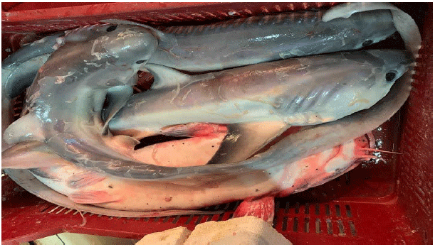Image for - Occurrence of the Pregnant and Young Thresher Shark Alopias vulpinus (Bonnaterre, 1788) (Lamniformes: Alopiidae) in the Northeastern Mediterranean Sea