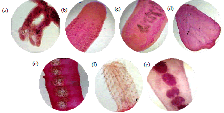 Image for - Occurrence of Helminth Parasites in Schizothorax plagiostomus and Cyprinus carpio communis from Nallah Sukhnag, Kashmir