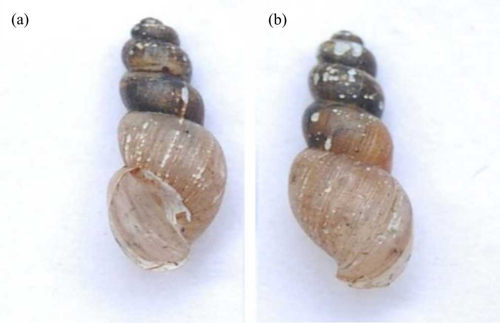 Image for - Comparative Differences in Radula Characteristics of Schistosoma Snail Intermediate Host in the Forskalii Group