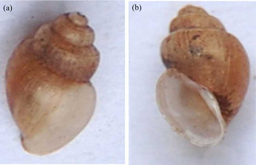 Image for - Comparative Differences in Radula Characteristics of Schistosoma Snail Intermediate Host in the Forskalii Group