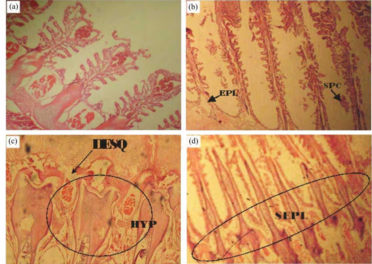 Image for - Histopathological Assessment of Gill Tissues in Two Selected Clariid Species Sampled from Asa River, Kwara State, Nigeria