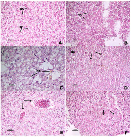 Image for - Histopathological Study: The Effect of Ascorbic Acid on Cadmium Exposure in Fish (Puntius altus)
