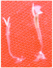 Image for - A Note on Lernaea Cyprinacea (Crustacea, Copepoda, Lernaeidae) Parasitizing the Cultured Sailfin Molly Poecilia latipinna and Their Control with Salinity Treatment