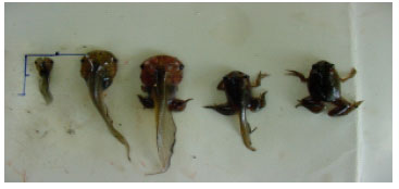 Image for - Culture and Utilization of Tadpole as Animal Protein Supplement in the Diet of Heterobranchus longifilis Fingerlings