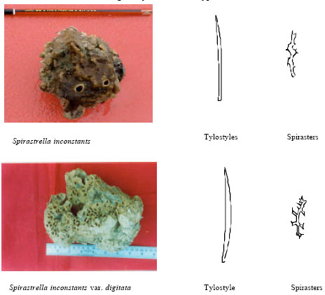 Image for - Cryptofaunal Associates of Spirastrella inconstans (Dendy) and S. inconstans var. digitata (Dendy), the Coral Reef Sponges of Palk Bay