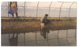 Image for - Observation of Carp Polyculture with Giant Freshwater Prawn in Solar Heated Fish Pond