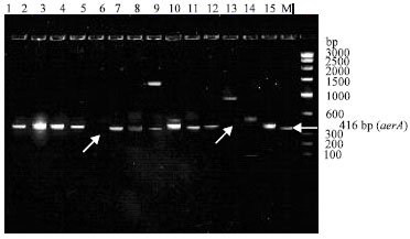 Image for - Distribution of Putative Virulence Genes in Aeromonas hydrophila and Aeromonas salmonicida Isolated from Marketed Fish Samples