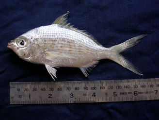 Image for - First Record of Three Species of Gerreids (Pisces: Perciformes) from the Jaffna Lagoon, Sri Lanka