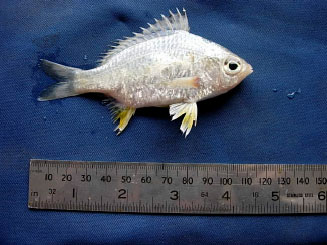 Image for - First Record of Three Species of Gerreids (Pisces: Perciformes) from the Jaffna Lagoon, Sri Lanka