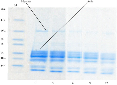 Image for - Effect of Frozen Storage Time on the Lipid Deterioration and Protein Denaturation During Caspian Sea White Fish (Rutilus frisi kutum)