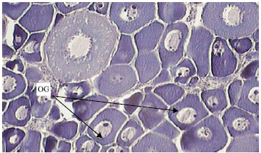 Image for - Reproductive Biology and Histological Studies in Abu Mullet, Liza abu in the Water of the Khozestan Province