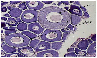 Image for - Reproductive Biology and Histological Studies in Abu Mullet, Liza abu in the Water of the Khozestan Province
