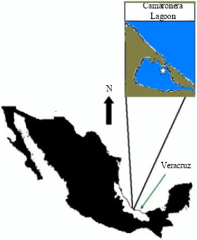 Image for - Trophic Seasonal Behavior of the Icthyofauna of Camaronera Lagoon, Veracruz