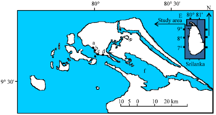 Image for - Length-Weight Relationship of Sphyraena obtusata Cuvier, 1829 (Pisces: Perciformes) from the Jaffna Lagoon, Sri Lanka