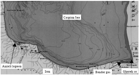 Image for - Comparison of Common Carp (Cyprinus carpio L.) Morphological and Electrophoretic Characteristics in the Southern Coast of the Caspian Sea