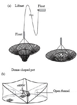 Image for - Liftnets Compare Favorably with Pots as Harvesting Fishing Gear for Invasive Swimming Crabs
