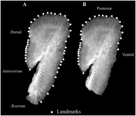 Image for - Using the Shape of Sagitta Otoliths in the Discrimination of Phenotypic Stocks in Scomberomorus sierra (Jordan and Starks, 1895)
