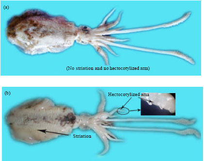 Image for - Reproductive Characteristics of Squid Sepioteuthis lessoniana (Lesson, 1830) from the Northern Coast of Sri Lanka