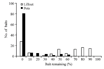 Image for - Liftnets Compare Favorably with Pots as Harvesting Fishing Gear for Invasive Swimming Crabs