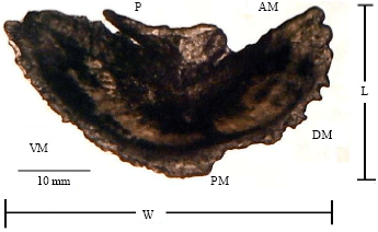Image for - Analysis of the Otoliths of Sagitta, Asteriscus and Lapillus of Pacific sierra Scomberomorus sierra (Pisces: Scombridae) in the coast of Colima Mexico
