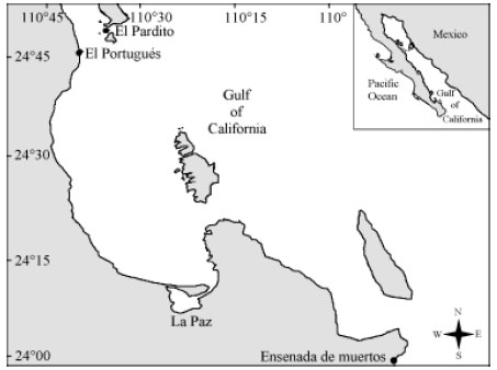 Image for - Trophic Level and Isotopic Composition of δ13C and δ15N of Pacific Angel Shark, Squatina californica (Ayres, 1859), in the Southern Gulf of California, Mexico