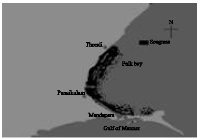 Image for - Distribution and Zonation of Seagrasses in the Palk Bay, Southeastern India