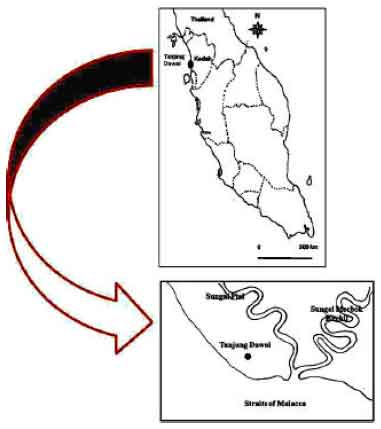 Image for - Population Dynamics of Sergestid Shrimps Acetes japonicus in the Estuary of Tanjung Dawai, Kedah, Malaysia