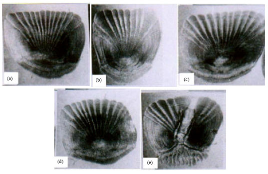Image for - Scale Characteristics of Three Lutjanus species (Family: Lutjanidae) from the Red Sea, Egypt