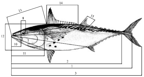 Image for - Biometry, Length-length and Length-weight Relationships of Little Tuna Euthynnus alletteratus in the Tunisian Waters