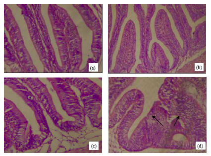 Image for - Evaluation of Azotobacter and Azospirillum Biofertilizers as a Probiotics in Oreochromis niloticus Aquaculture