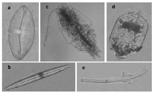 Image for - Diet Composition of Sergestid Shrimp Acetes serrulatus from the Coastal Waters of Kukup, Johor, Malaysia