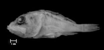 Image for - New Records of Demersal Fishes in the Northwest of Mexico