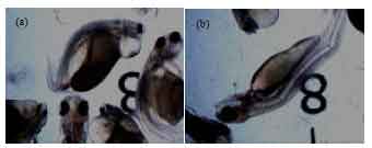Image for - Enhancing Ovulation of Malaysian Mahseer (Tor tambroides) in Captivity by Removal of Dopaminergic Inhibition