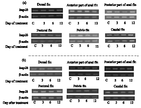 Image for - Expression Levels of Bone Morphogenetic Protein 2b in Fins of Adult Japanese Medaka (Oryzias latipes) Exposed to Sex Steroid Hormones