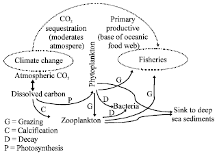 Image for - Linking Climate Change and Fisheries: The Role of Phytoplankton