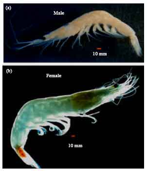 Image for - Update on the Species Composition and Distribution of Sergestid Shrimps (Acetes spp.) in Malaysian Waters
