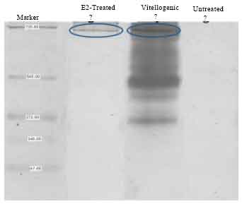 Image for - Estrogen-Induced Vitellogenin in Tor tambroides (Bleeker, 1854): Purification, Characterization and ELISA Development