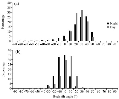 Image for - Measurement of the Swimming Behavior of a Deep-water Fish, the Splendid Alfonsino (Beryx splendens), in Captivity using Micro Data Loggers