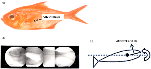 Image for - Measurement of the Swimming Behavior of a Deep-water Fish, the Splendid Alfonsino (Beryx splendens), in Captivity using Micro Data Loggers