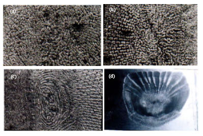 Image for - Scale Characteristics of Three Lutjanus species (Family: Lutjanidae) from the Red Sea, Egypt