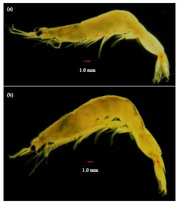 Image for - Update on the Species Composition and Distribution of Sergestid Shrimps (Acetes spp.) in Malaysian Waters