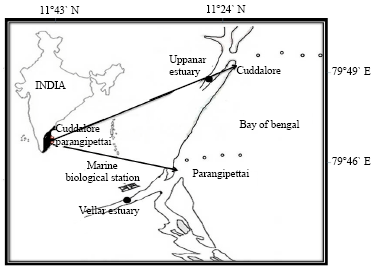 Image for - Trophic Level of Fishes Associated in the Trawl Bycatch from Parangipettai and Cuddalore, Southeast Coast of India