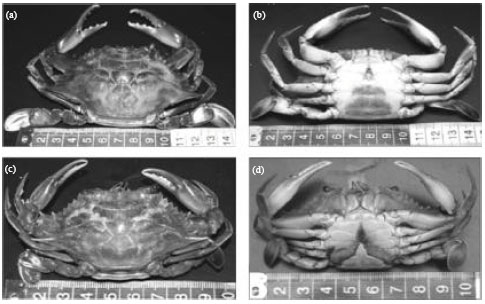 Image for - Shell Disease in Callinectes rathbunae Contreras, 1930, Parasitized  by Loxothylacus texanus Boschma, 1933