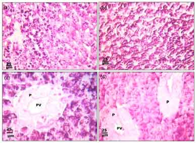 Image for - Protective Roles of Tomato Paste and Vitamin E on Cadmium-induced Histological and Histochemical Changes of Liver of Oreochromis niloticus (Linnaeus, 1758)